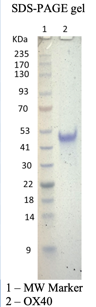 Recombinant Human OX40 Recombinant Human OX40